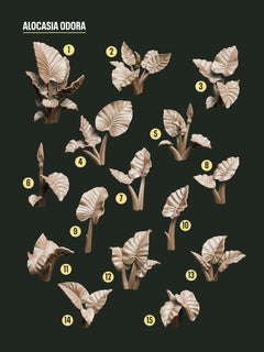 Digital Download - Tropical Alocasia STL - Epic Basing