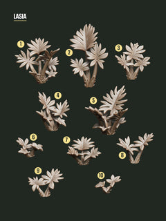 Digital Download - Tropical Lasia STL - Epic Basing